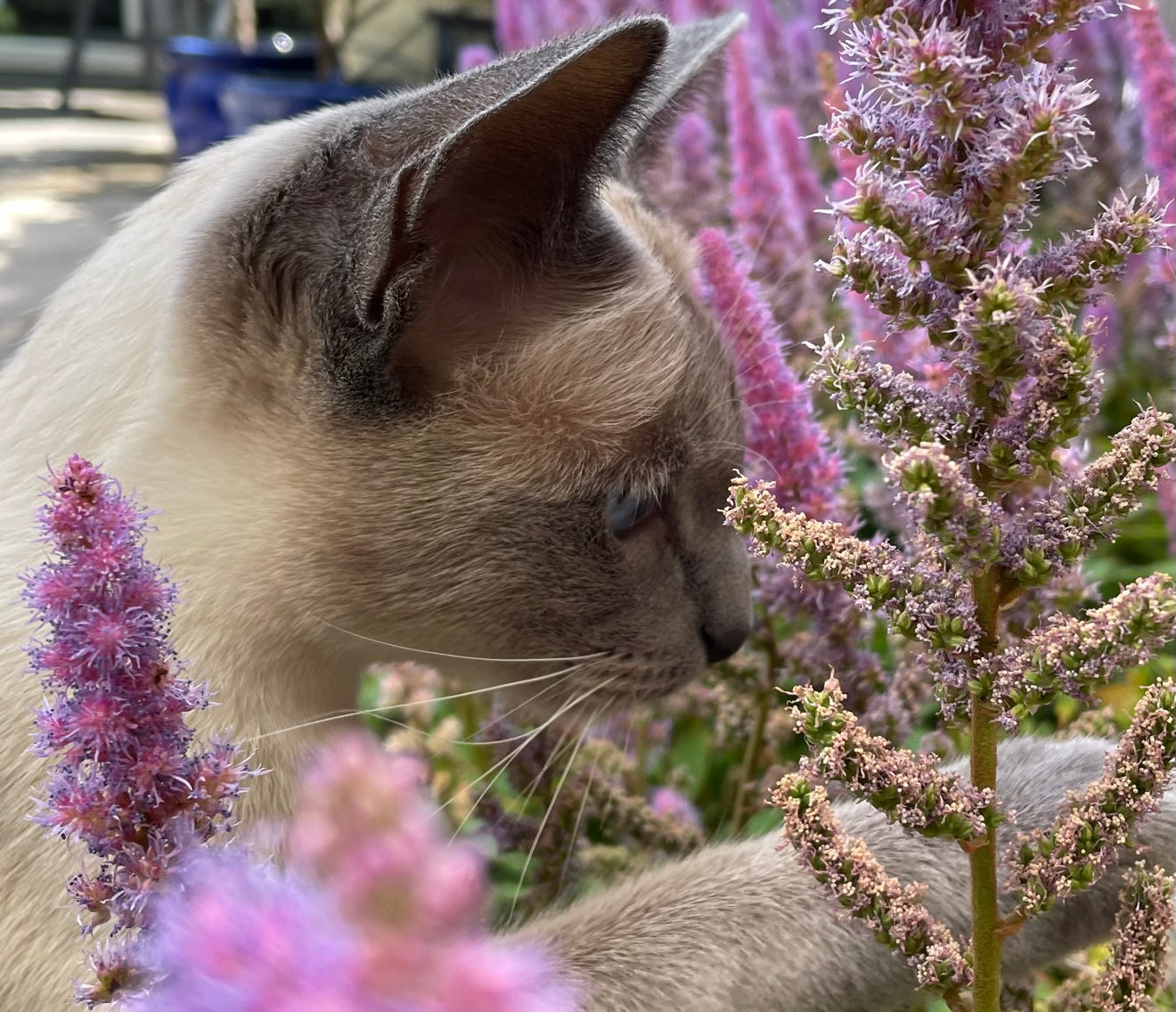 Cattery Kitiyakara Siri